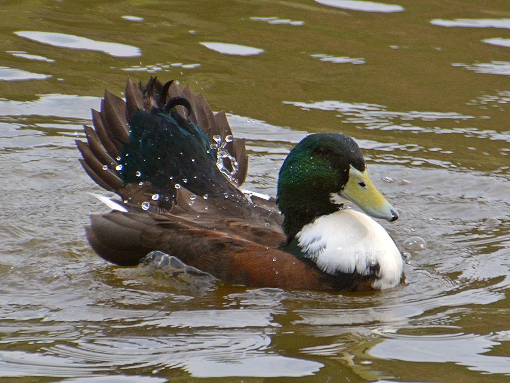 Mallard.jpg