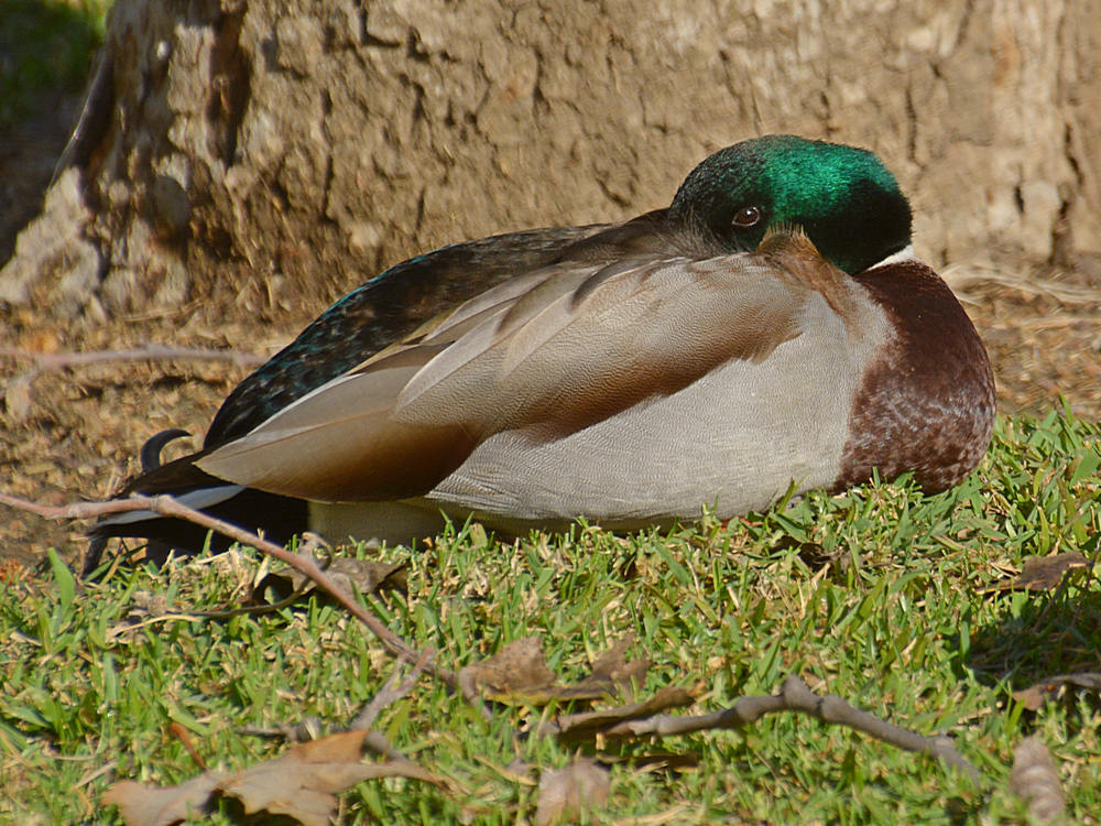 Mallard.jpg