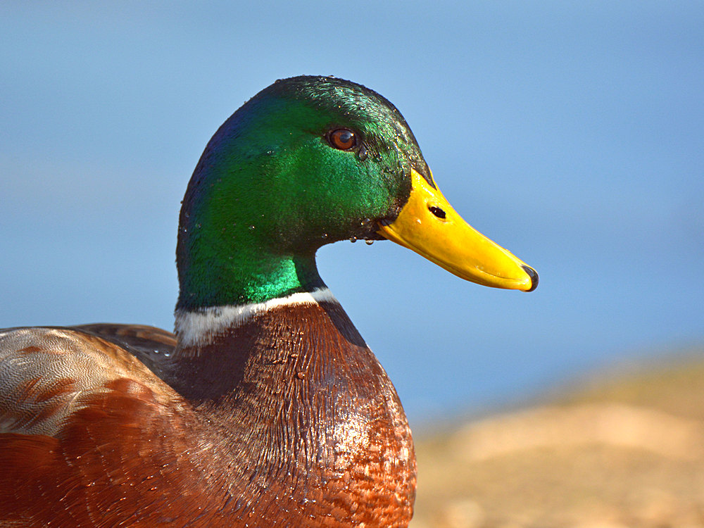 Mallard.jpg