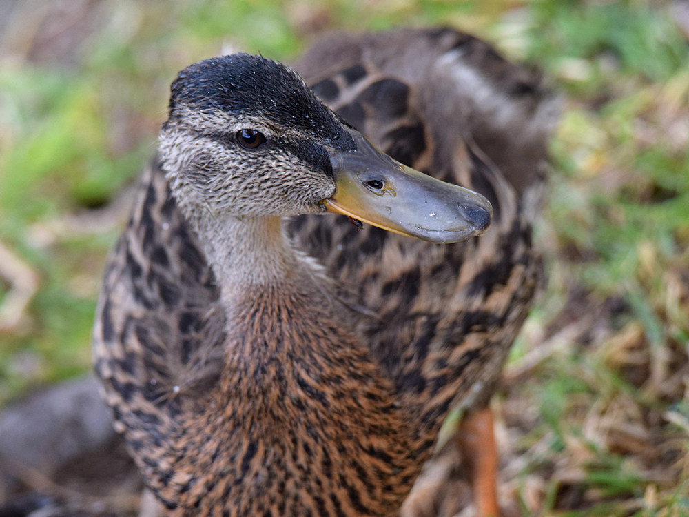 Mallard.jpg
