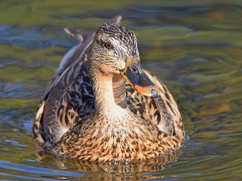 Mallard.jpg