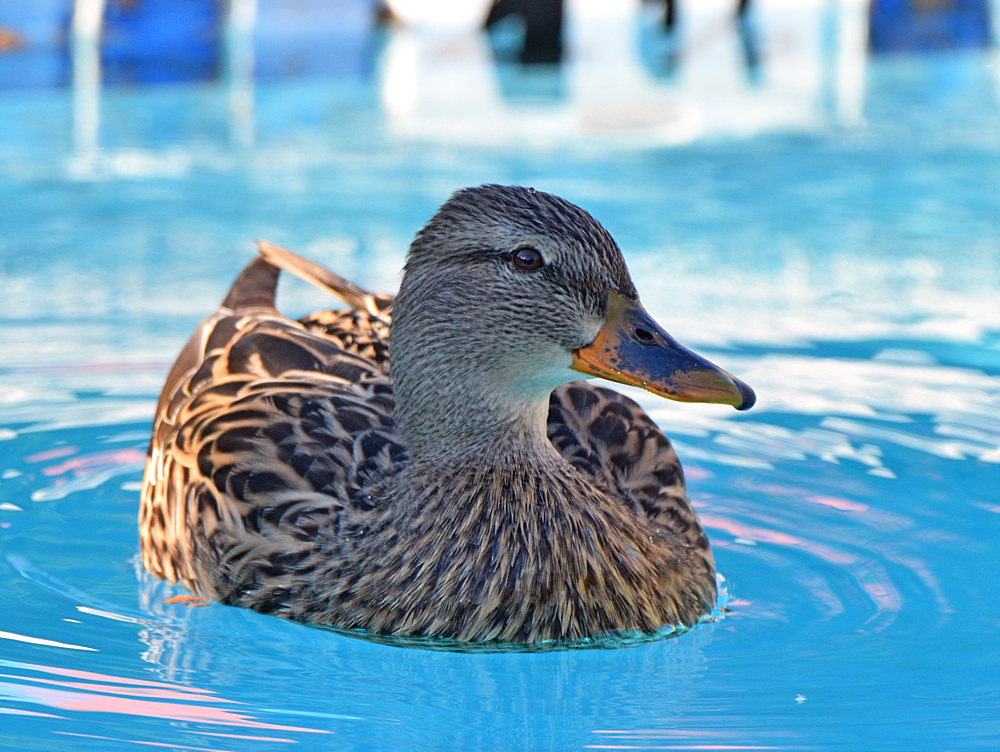 Mallard.jpg