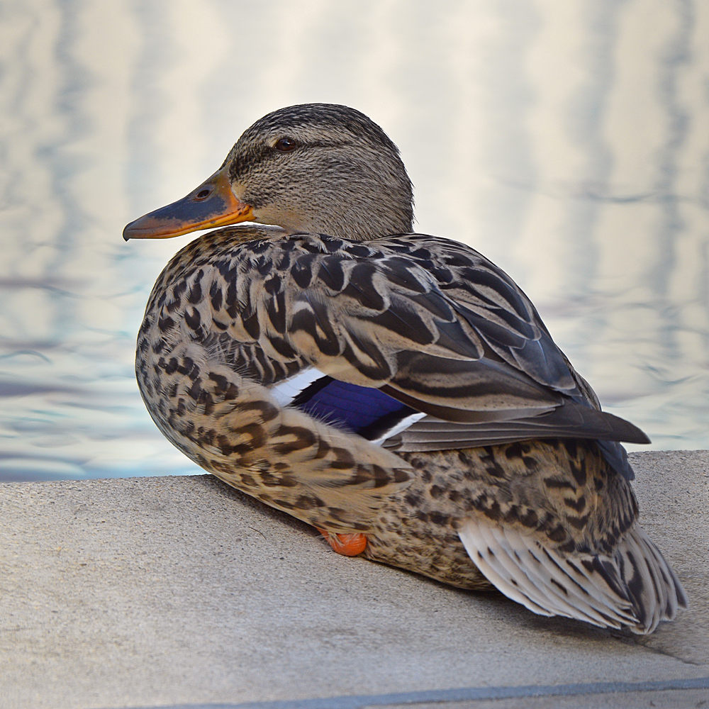 Mallard.jpg