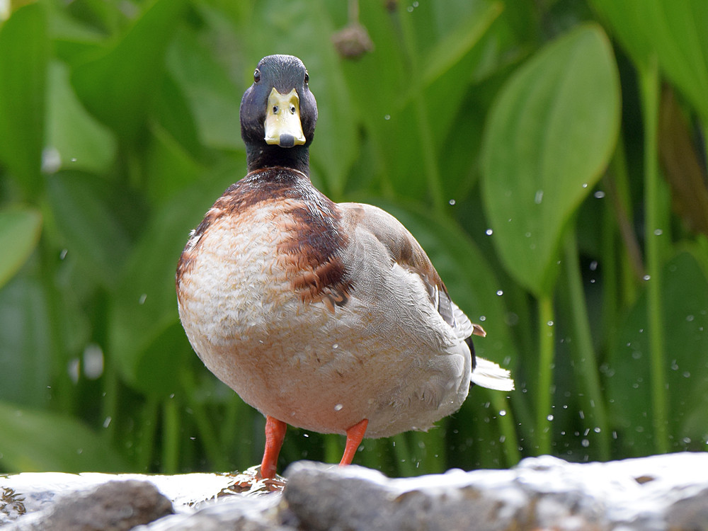 Mallard.jpg