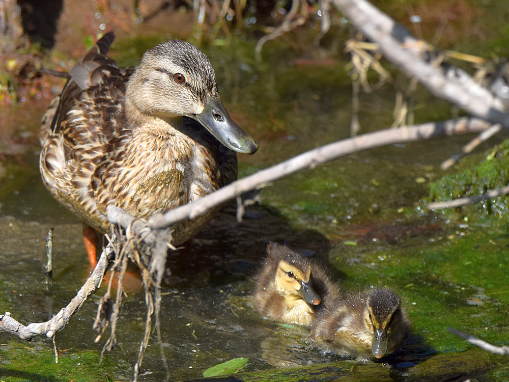 Mallard.jpg