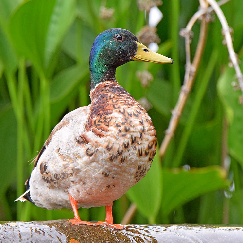 Mallard.jpg