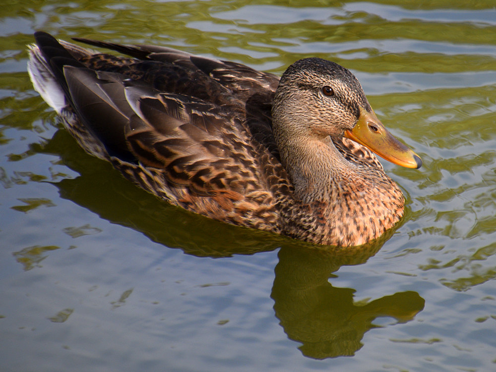 Mallard.jpg