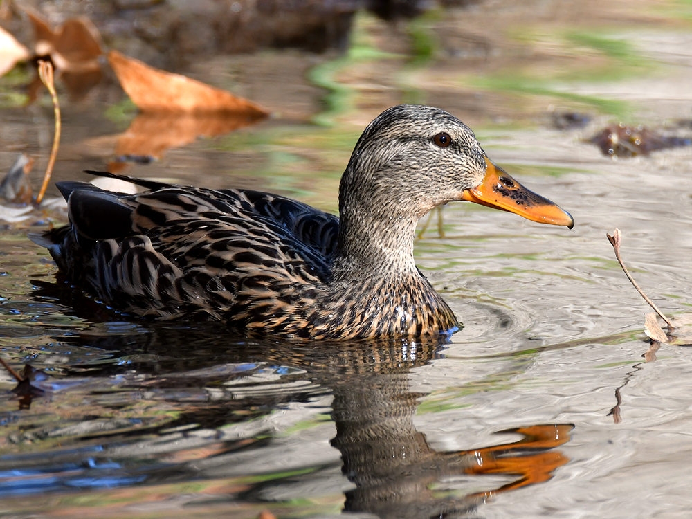 Mallard.jpg