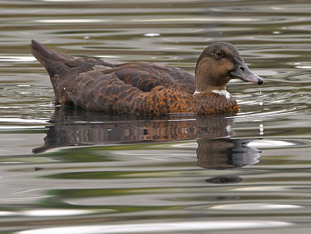 Mallard.jpg