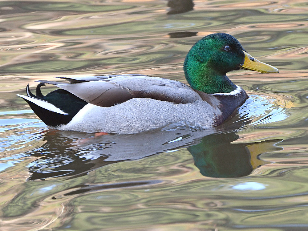 Mallard.jpg