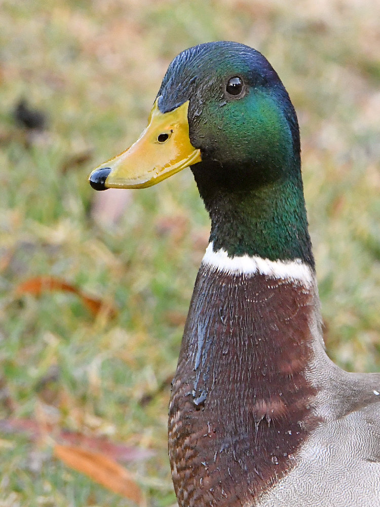 Mallard.jpg