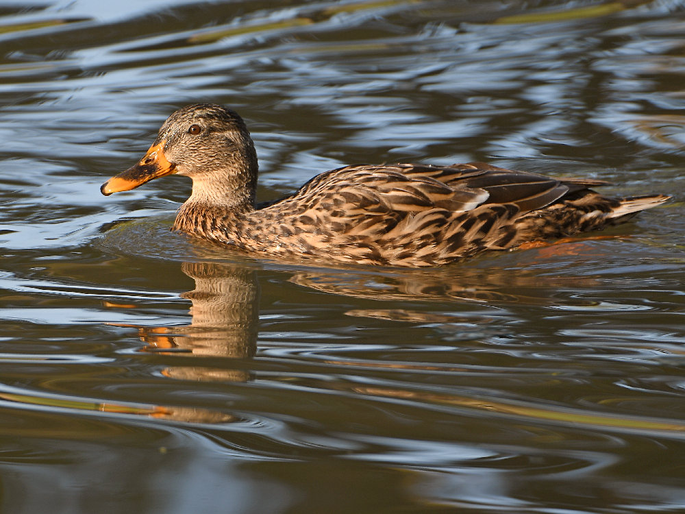 Mallard.jpg