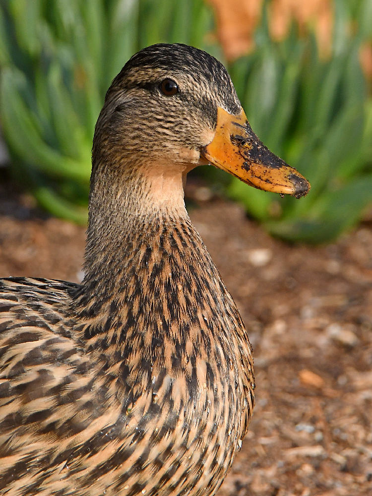 Mallard.jpg
