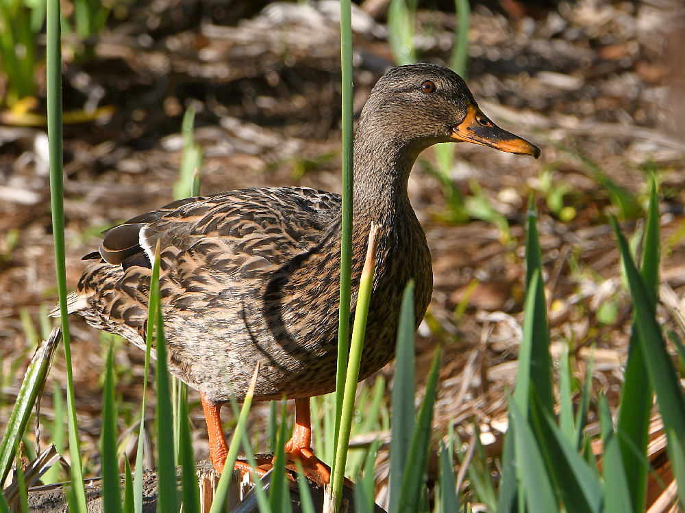Mallard.jpg