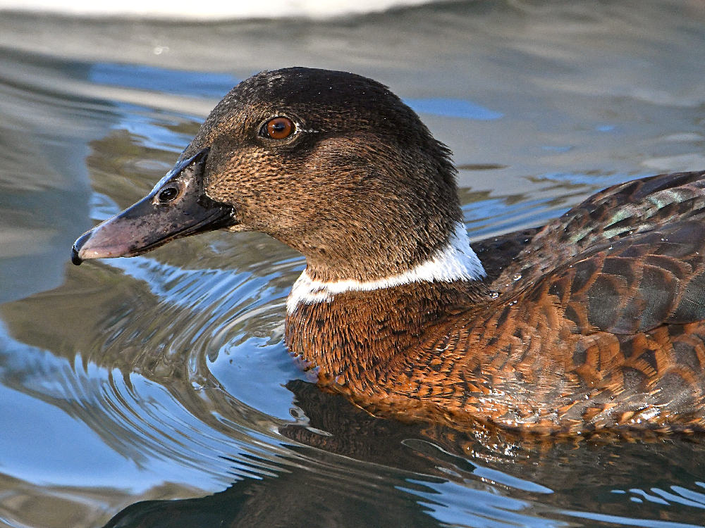 Mallard.jpg