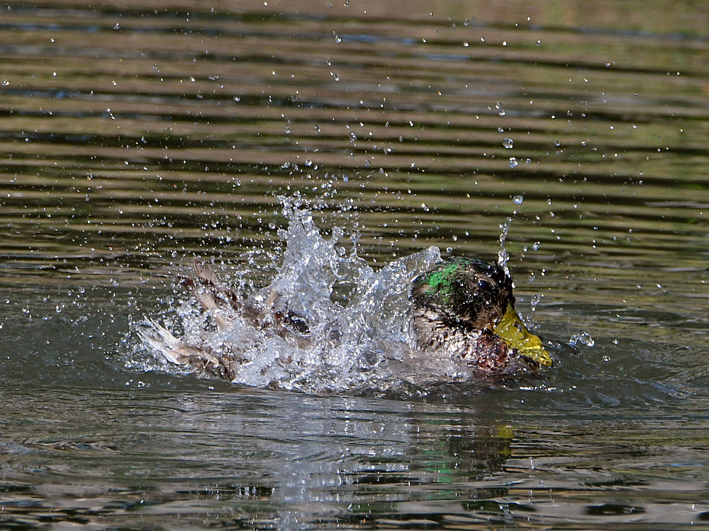 Mallard.jpg