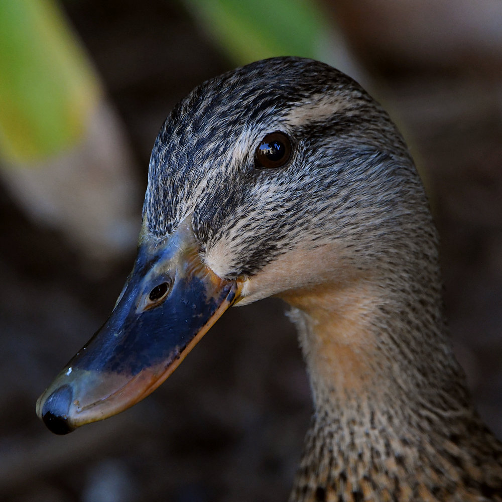 Mallard.JPG