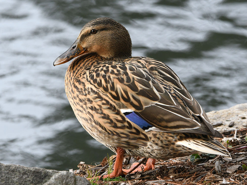 Mallard.JPG