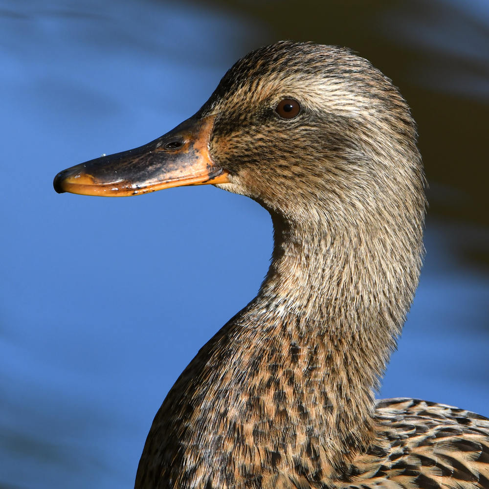 Mallard.jpg