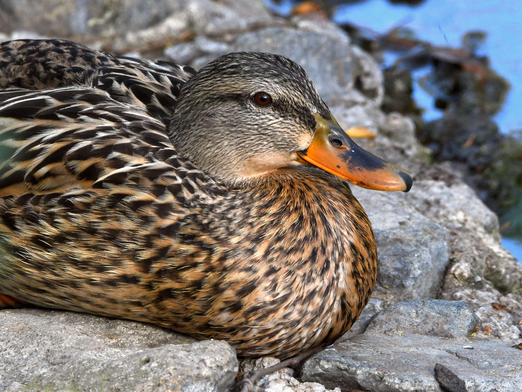 Mallard.jpg