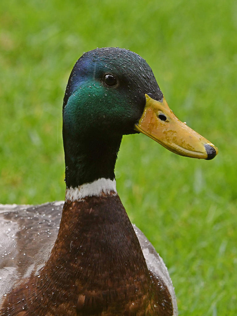 Mallard.jpg
