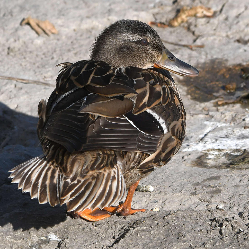 Mallard.jpg