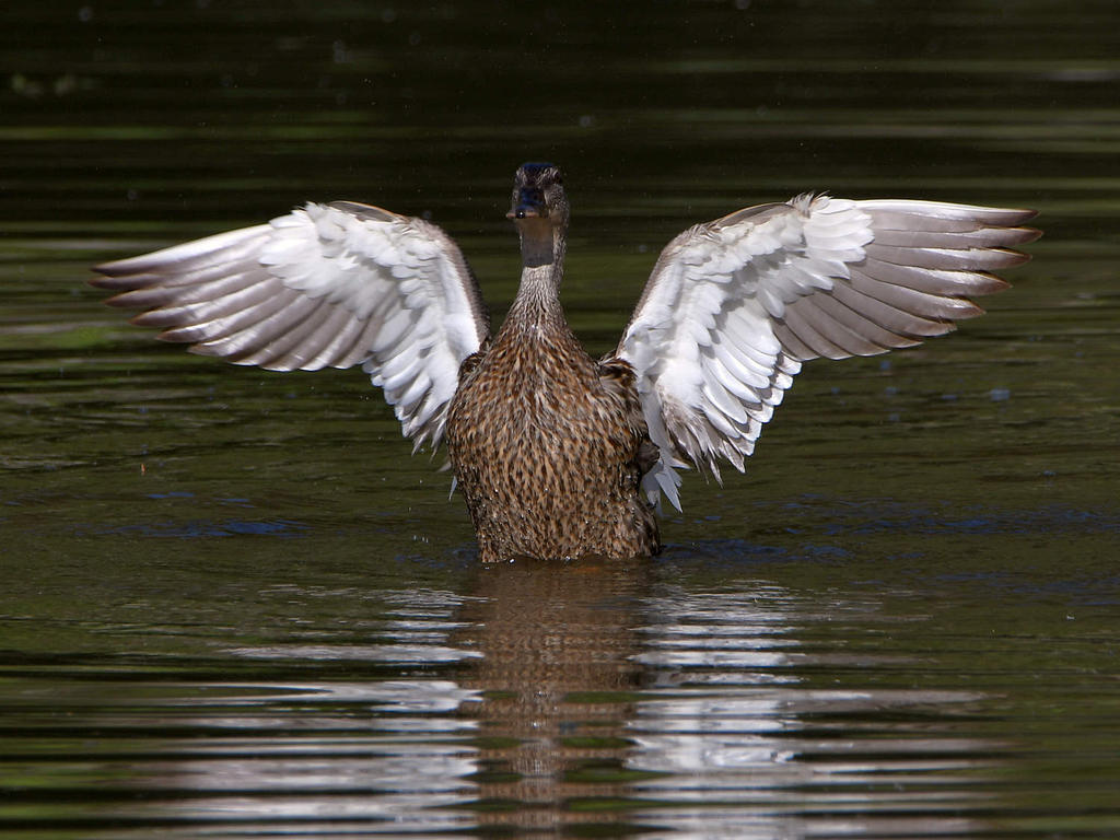 Mallard.jpg