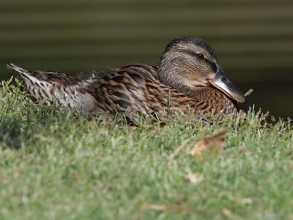 Mallard.jpg
