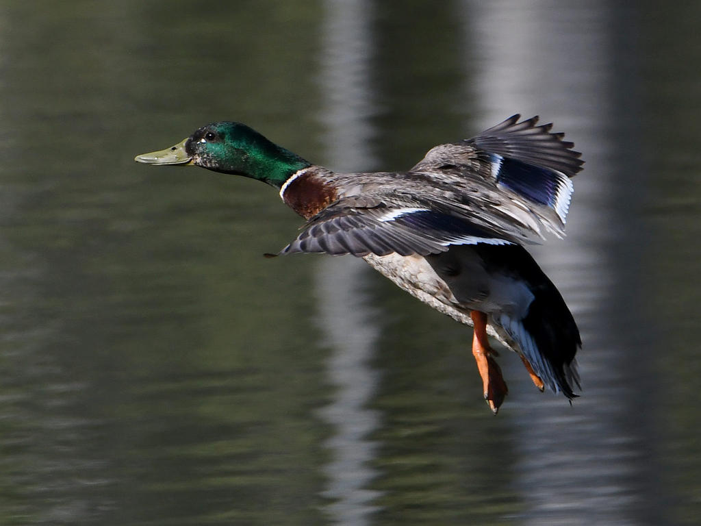 Mallard.jpg
