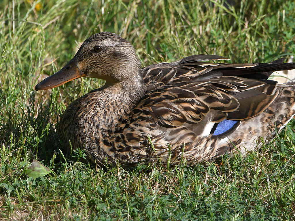 Mallard.jpg