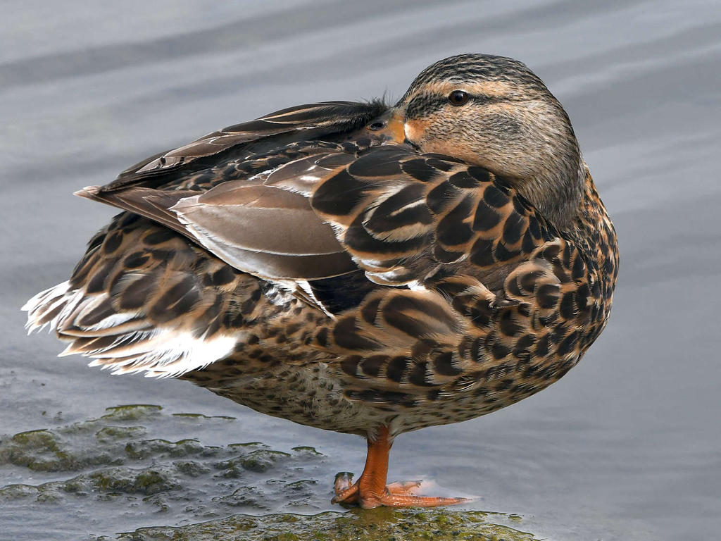 Mallard.jpg