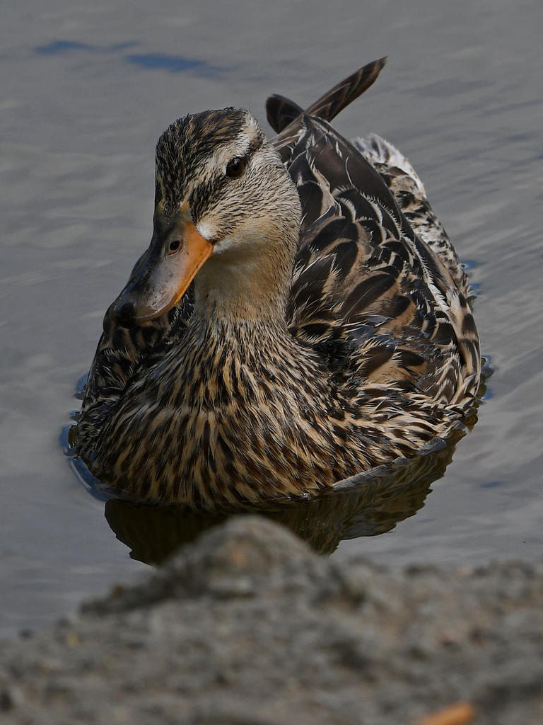 Mallard.jpg