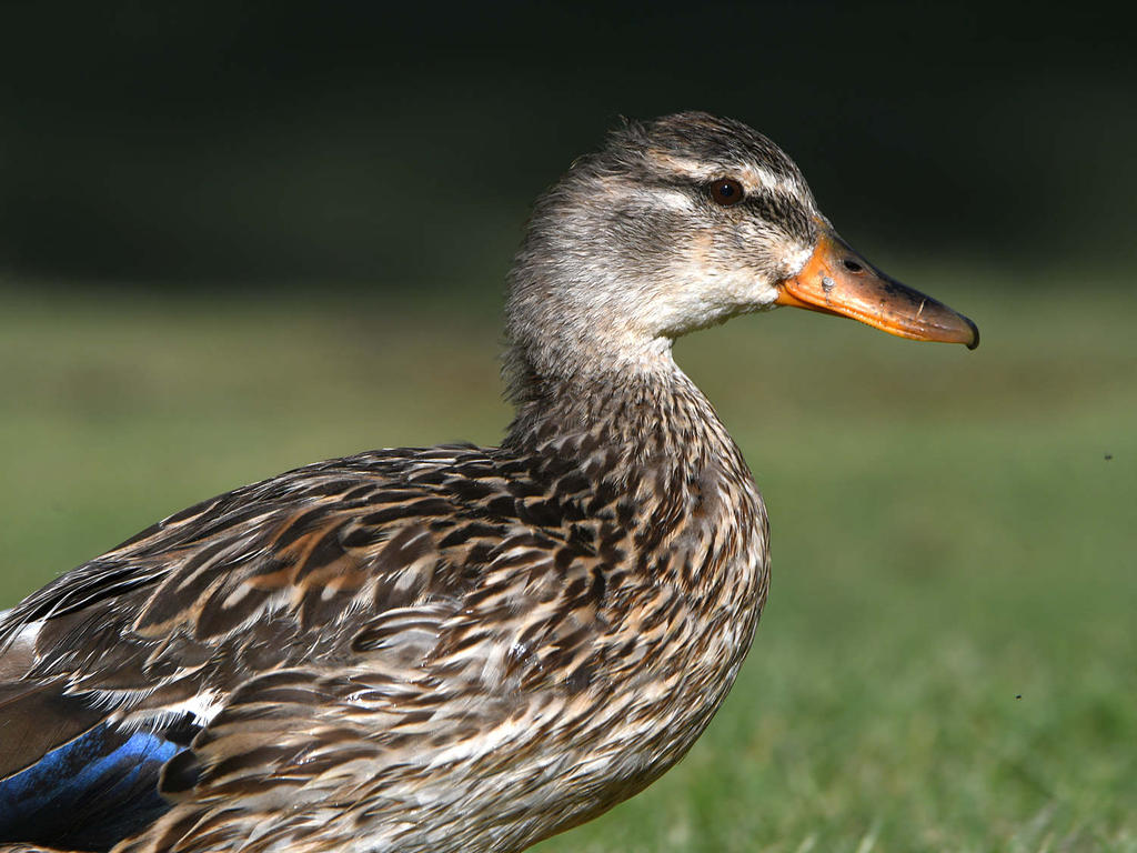 Mallard.jpg
