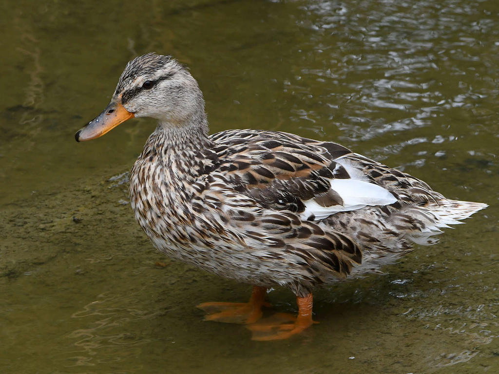 Mallard.jpg