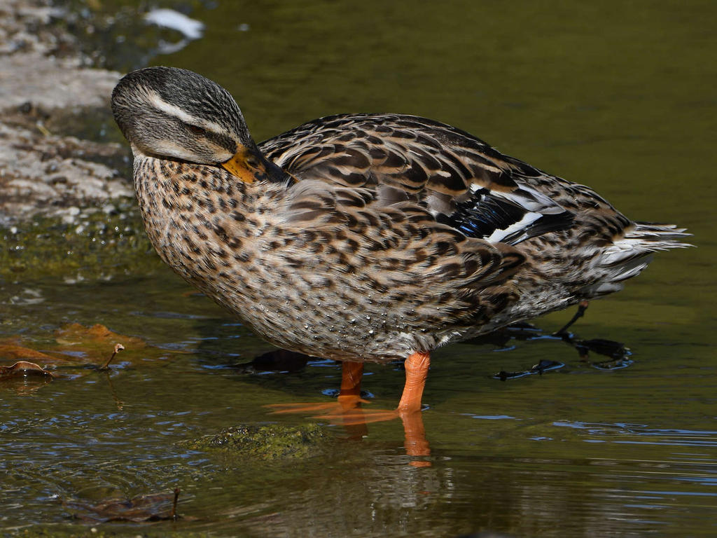 Mallard.jpg