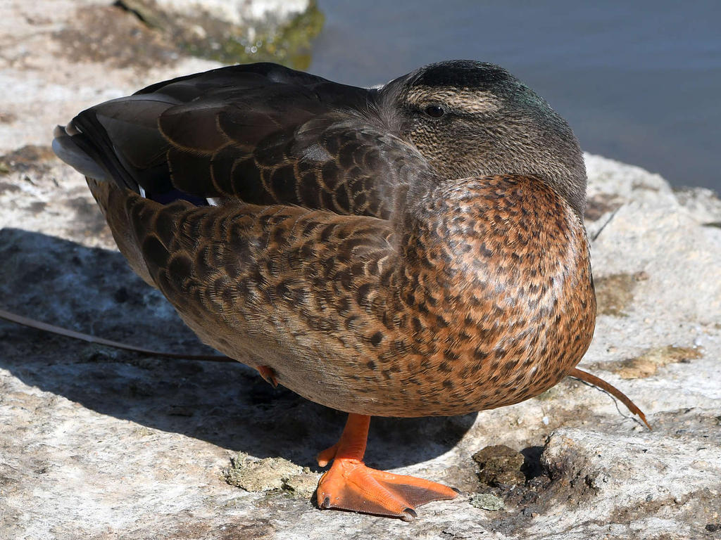 Mallard.jpg
