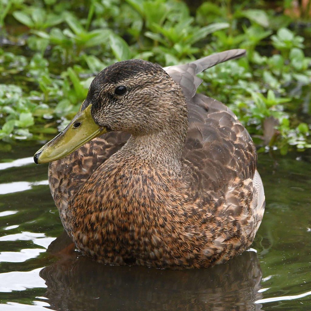 Mallard.jpg