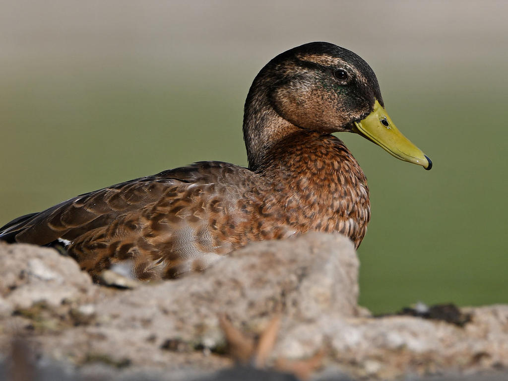 Mallard.jpg