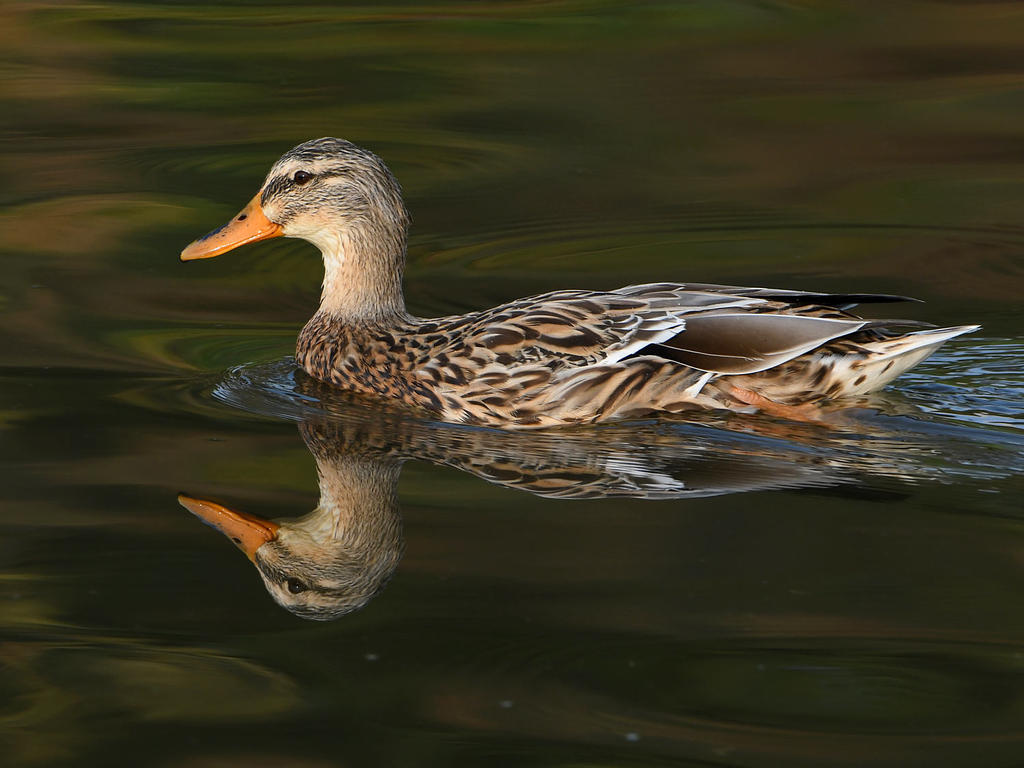 Mallard.jpg