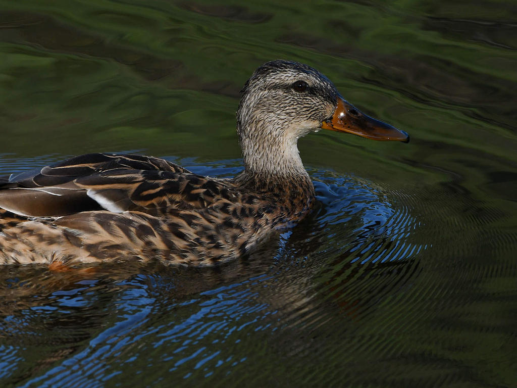 Mallard.jpg