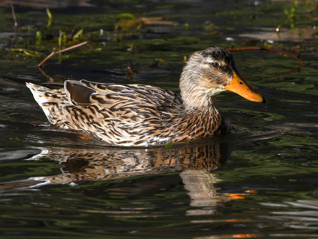 Mallard.jpg