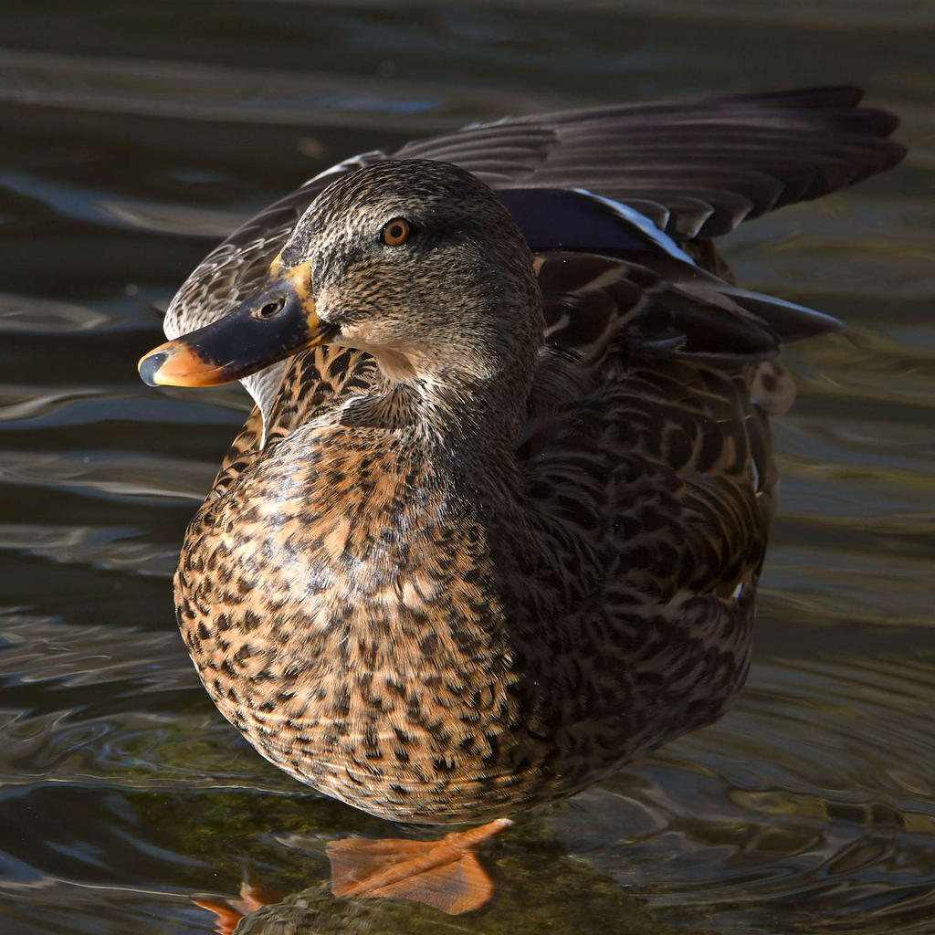 Mallard.jpg
