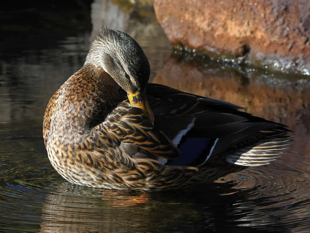 Mallard.jpg