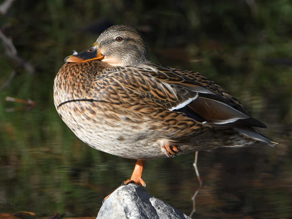 Mallard.jpg