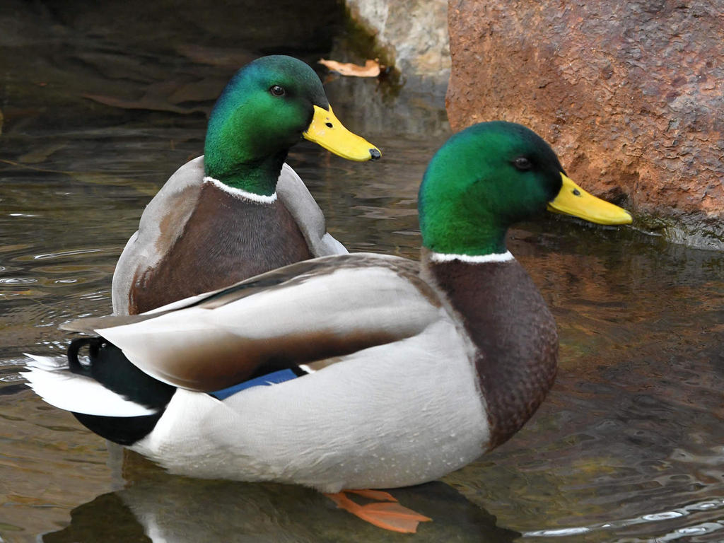 Mallard.jpg