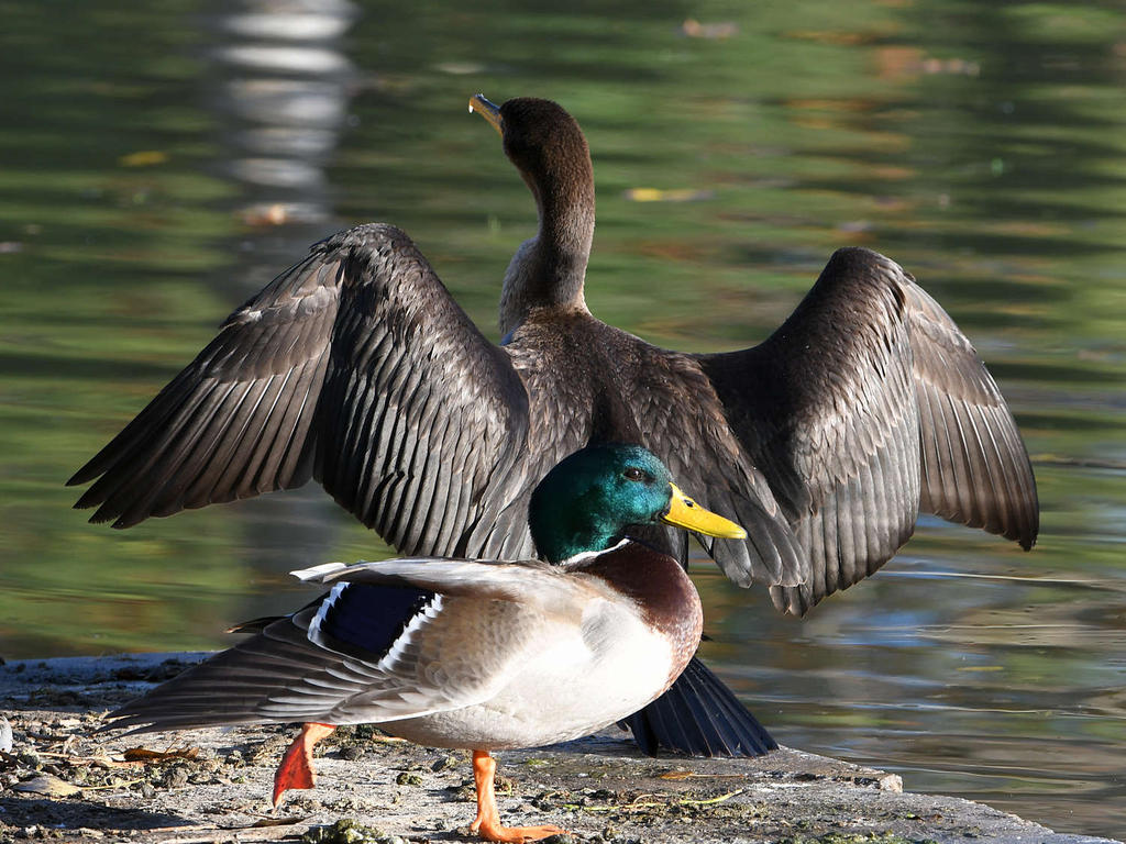 Mallard.jpg
