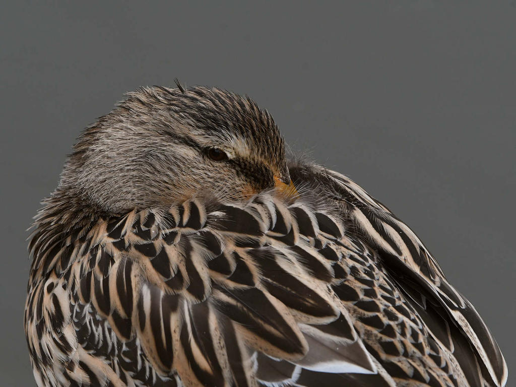 Mallard.jpg