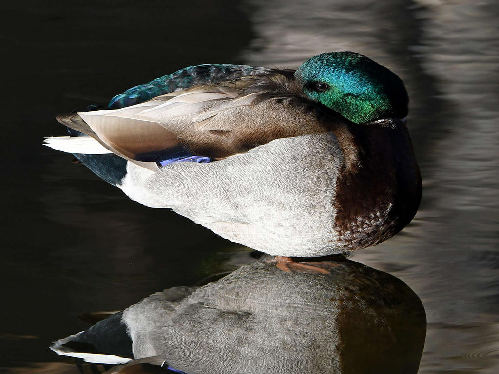 Mallard.jpg