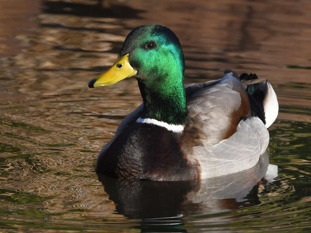 Mallard.jpg