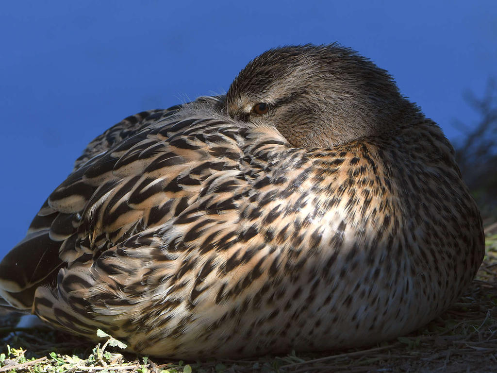 Mallard.jpg